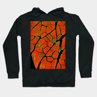 Skeletal muscle fibres, light micrograph (P154/0262) Hoodie